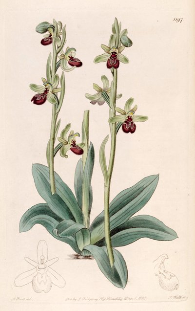 Illustration af Ophrys sphegodes (som syn. Ophrys aranifera, stavet araneifera) af Jams  Watts